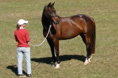 Vrouw met paard Engelse paarden terminologie