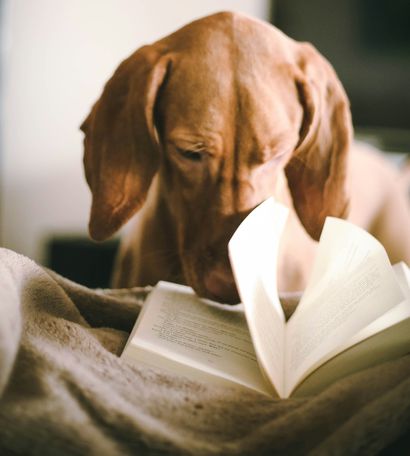 Hond met boek - Engelse dieren terminologie